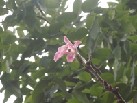 美人樹花4