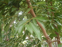 陰香葉