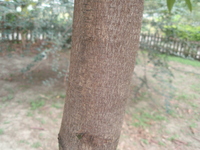 陰香莖