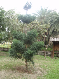 第三區-森林科標本園