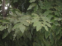 阿勃勒葉1