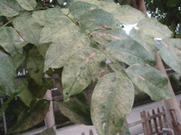 阿勃勒葉2