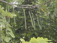 阿勃勒莢果圓筒狀