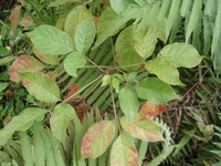 茄苳葉3