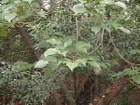 茄苳葉4