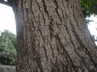 芒果樹皮縱向深裂