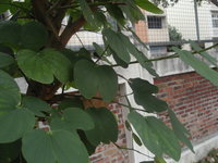 豔紫荊葉1