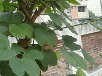 豔紫荊葉2