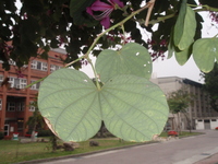 豔紫荊葉背