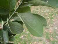 潺槁樹葉1