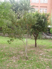 潺槁樹樹型