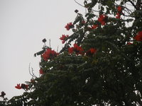 火焰木花