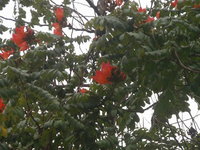 火焰木花2