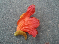 火焰木花火紅色