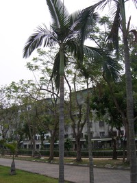 亞歷山大椰子樹型
