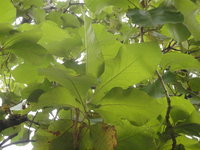 柚木葉背