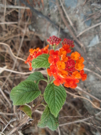 馬纓丹花