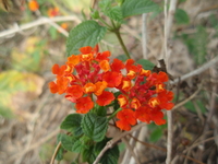 馬纓丹花1