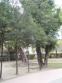 象牙樹樹型