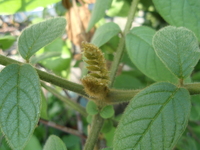 火焰木葉芽密被毛茸