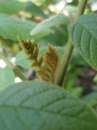火焰木葉芽密被毛茸1