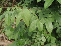 楊桃葉1