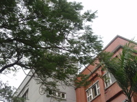 鳳凰木樹冠