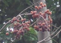 果實