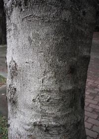 莖