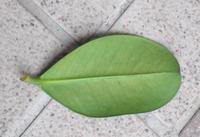 葉背