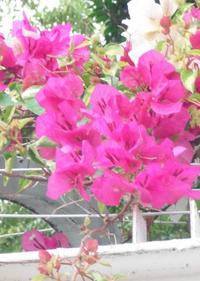 頂生聚繖花序