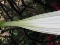 花被毛