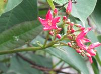 聚繖花序