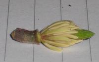 雄蕊金黃褐色