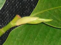 新芽
