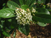 蘭嶼海桐花