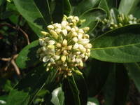 蘭嶼海桐花1
