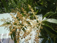 圓錐花序