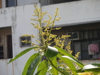 芒果之花頂生