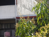芒果之花頂生