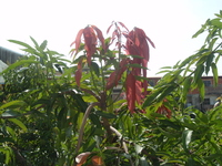 芒果嫩葉紅