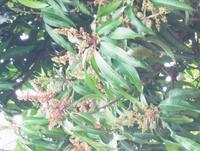 頂生圓錐花序