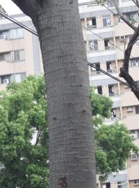 主幹
