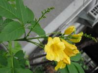 總狀或圓錐花序