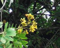 總狀圓錐花序
