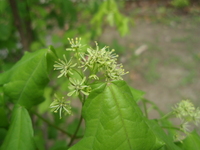 花繖房花序
