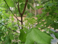 花-1