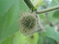 構樹雌花序