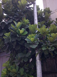 樹型茂密