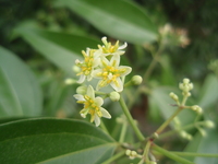 陰香花序